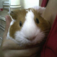 Photo de profil de Osto