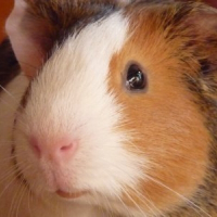 Photo de profil de Kikou
