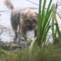 Photo de profil de Gizmo