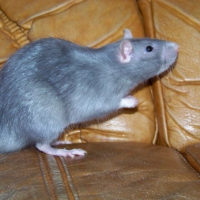 Photo de profil de Kimi