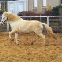 Photo de profil de Bijou