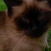 Photo de profil de Youky