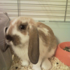 Photo de Pepette