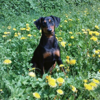 Photo de profil de Darling