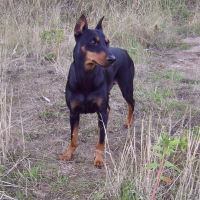Photo de profil de Tarka