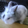 Photo de Milo