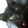 Photo de Shadow