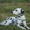 Photo de Poudre-blanche, Dalmatien