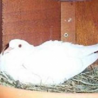 Photo de profil de Fifi 