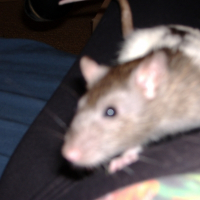 Photo de profil de Sookie