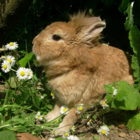 Photo de profil de Caramel