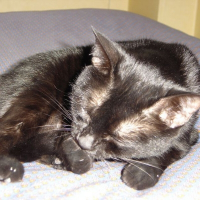 Photo de profil de Vanille