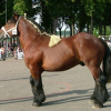 Photo de Patapouf