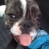 Photo de Elvis