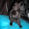 Photo de Speedy
