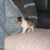 Photo de Chipie