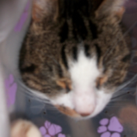 Photo de profil de Pitchou