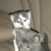 Photo de Pitou
