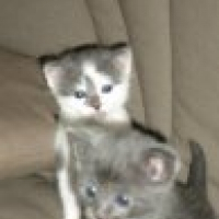 Photo de profil de Pitou