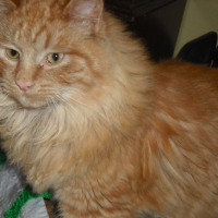 Photo de profil de Nekojita dit neko