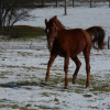 Photo de Tenessee