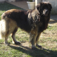 Photo de profil de Vixen