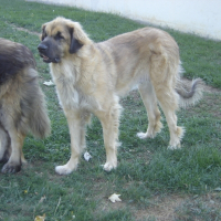 Photo de profil de Azur