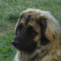 Photo de profil de Dyzen