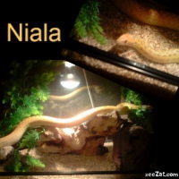 Photo de profil de Niala