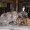 Photo de Gilie