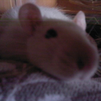 Photo de profil de Nestor