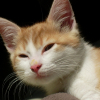 Photo de Biscotte