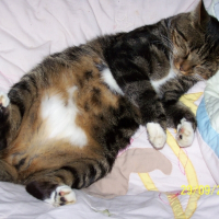 Photo de profil de Cookies