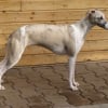 Photo de Horsewip gold dora doll, Whippet