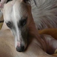 Photo de profil de Horsewip gold celeste blonde lilas