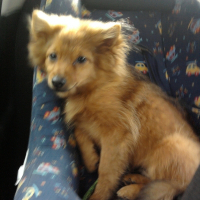 Photo de profil de Choubaka