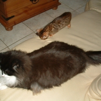 Photo de profil de Dinza