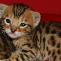 Photo de profil de Les chatons bengals