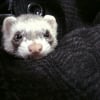 Photo de Miss gertrude