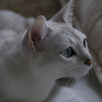 Photo de profil de Gem's gneiss