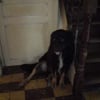 Photo de Zorro