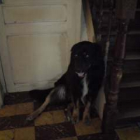 Photo de profil de Zorro
