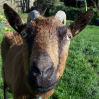 Photo de profil de Clochette
