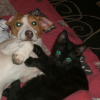 Photo de Minouchat