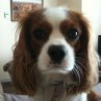 Photo de profil de Capuche