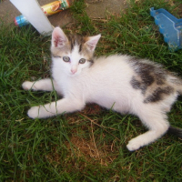 Photo de profil de Boule