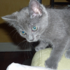 Photo de Suri