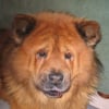 Photo de Rusty, Chow Chow