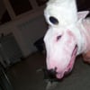Photo de Banzai, Bull Terrier