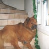 Photo de Rusty
